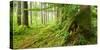 Path Through Nearly Natural Spruce Forest, Ammergau Alps, Saulgrub, Bavaria, Germany-Andreas Vitting-Stretched Canvas