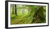 Path Through Nearly Natural Spruce Forest, Ammergau Alps, Saulgrub, Bavaria, Germany-Andreas Vitting-Framed Photographic Print