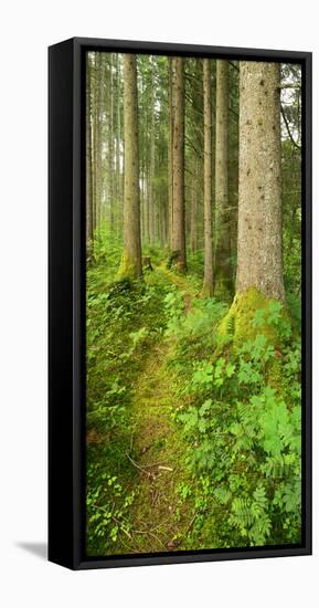 Path Through Nearly Natural Spruce Forest, Ammergau Alps, Saulgrub, Bavaria, Germany-Andreas Vitting-Framed Stretched Canvas