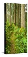 Path Through Nearly Natural Spruce Forest, Ammergau Alps, Saulgrub, Bavaria, Germany-Andreas Vitting-Stretched Canvas