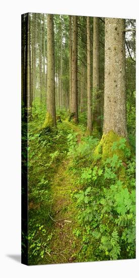 Path Through Nearly Natural Spruce Forest, Ammergau Alps, Saulgrub, Bavaria, Germany-Andreas Vitting-Stretched Canvas