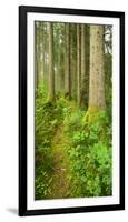 Path Through Nearly Natural Spruce Forest, Ammergau Alps, Saulgrub, Bavaria, Germany-Andreas Vitting-Framed Photographic Print