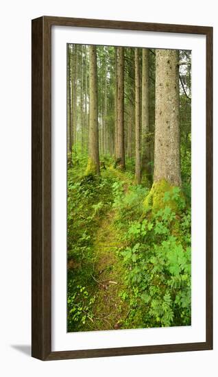 Path Through Nearly Natural Spruce Forest, Ammergau Alps, Saulgrub, Bavaria, Germany-Andreas Vitting-Framed Photographic Print