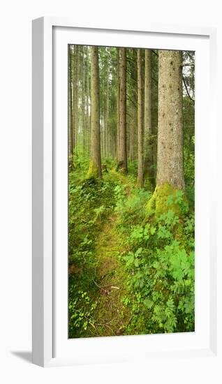 Path Through Nearly Natural Spruce Forest, Ammergau Alps, Saulgrub, Bavaria, Germany-Andreas Vitting-Framed Photographic Print