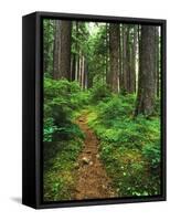 Path Through Old-Growth Rainforest, Olympic National Park, Washington, USA-Adam Jones-Framed Stretched Canvas