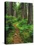 Path Through Old-Growth Rainforest, Olympic National Park, Washington, USA-Adam Jones-Stretched Canvas