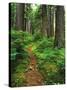 Path Through Old-Growth Rainforest, Olympic National Park, Washington, USA-Adam Jones-Stretched Canvas