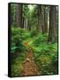 Path Through Old-Growth Rainforest, Olympic National Park, Washington, USA-Adam Jones-Framed Stretched Canvas