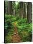 Path Through Old-Growth Rainforest, Olympic National Park, Washington, USA-Adam Jones-Stretched Canvas