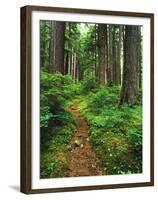 Path Through Old-Growth Rainforest, Olympic National Park, Washington, USA-Adam Jones-Framed Premium Photographic Print