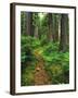 Path Through Old-Growth Rainforest, Olympic National Park, Washington, USA-Adam Jones-Framed Premium Photographic Print