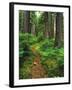 Path Through Old-Growth Rainforest, Olympic National Park, Washington, USA-Adam Jones-Framed Premium Photographic Print