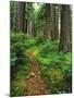 Path Through Old-Growth Rainforest, Olympic National Park, Washington, USA-Adam Jones-Mounted Premium Photographic Print