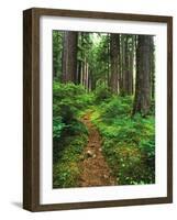 Path Through Old-Growth Rainforest, Olympic National Park, Washington, USA-Adam Jones-Framed Photographic Print