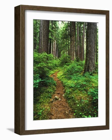 Path Through Old-Growth Rainforest, Olympic National Park, Washington, USA-Adam Jones-Framed Photographic Print