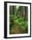 Path Through Old-Growth Rainforest, Olympic National Park, Washington, USA-Adam Jones-Framed Photographic Print