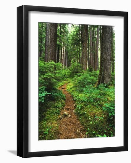 Path Through Old-Growth Rainforest, Olympic National Park, Washington, USA-Adam Jones-Framed Photographic Print