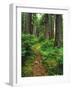 Path Through Old-Growth Rainforest, Olympic National Park, Washington, USA-Adam Jones-Framed Photographic Print