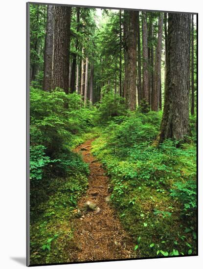 Path Through Old-Growth Rainforest, Olympic National Park, Washington, USA-Adam Jones-Mounted Photographic Print