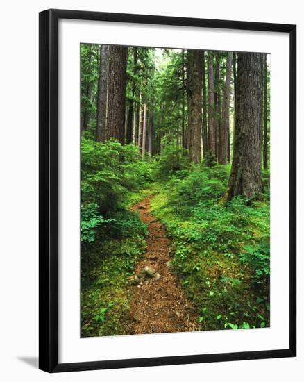 Path Through Old-Growth Rainforest, Olympic National Park, Washington, USA-Adam Jones-Framed Photographic Print