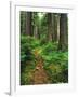 Path Through Old-Growth Rainforest, Olympic National Park, Washington, USA-Adam Jones-Framed Photographic Print