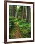 Path Through Old-Growth Rainforest, Olympic National Park, Washington, USA-Adam Jones-Framed Photographic Print