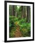 Path Through Old-Growth Rainforest, Olympic National Park, Washington, USA-Adam Jones-Framed Photographic Print