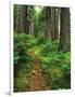 Path Through Old-Growth Rainforest, Olympic National Park, Washington, USA-Adam Jones-Framed Photographic Print