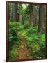 Path Through Old-Growth Rainforest, Olympic National Park, Washington, USA-Adam Jones-Framed Photographic Print