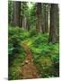 Path Through Old-Growth Rainforest, Olympic National Park, Washington, USA-Adam Jones-Mounted Photographic Print