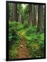 Path Through Old-Growth Rainforest, Olympic National Park, Washington, USA-Adam Jones-Framed Photographic Print