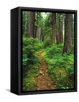 Path Through Old-Growth Rainforest, Olympic National Park, Washington, USA-Adam Jones-Framed Stretched Canvas