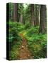 Path Through Old-Growth Rainforest, Olympic National Park, Washington, USA-Adam Jones-Stretched Canvas