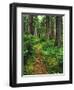 Path Through Old-Growth Rainforest, Olympic National Park, Washington, USA-Adam Jones-Framed Premium Photographic Print