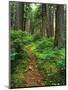 Path Through Old-Growth Rainforest, Olympic National Park, Washington, USA-Adam Jones-Mounted Photographic Print