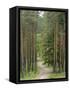 Path Through Pine Forest, Near Riga, Latvia, Baltic States, Europe-Gary Cook-Framed Stretched Canvas