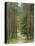 Path Through Pine Forest, Near Riga, Latvia, Baltic States, Europe-Gary Cook-Stretched Canvas