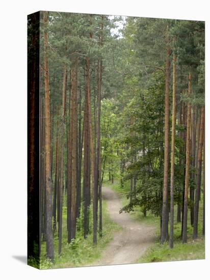 Path Through Pine Forest, Near Riga, Latvia, Baltic States, Europe-Gary Cook-Stretched Canvas