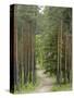 Path Through Pine Forest, Near Riga, Latvia, Baltic States, Europe-Gary Cook-Stretched Canvas