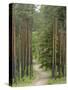 Path Through Pine Forest, Near Riga, Latvia, Baltic States, Europe-Gary Cook-Stretched Canvas