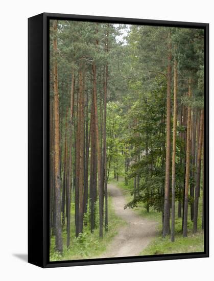 Path Through Pine Forest, Near Riga, Latvia, Baltic States, Europe-Gary Cook-Framed Stretched Canvas