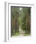 Path Through Pine Forest, Near Riga, Latvia, Baltic States, Europe-Gary Cook-Framed Photographic Print