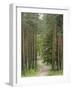 Path Through Pine Forest, Near Riga, Latvia, Baltic States, Europe-Gary Cook-Framed Photographic Print