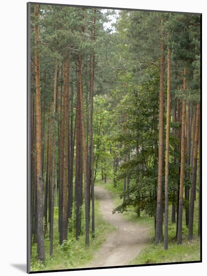 Path Through Pine Forest, Near Riga, Latvia, Baltic States, Europe-Gary Cook-Mounted Photographic Print