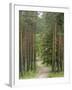 Path Through Pine Forest, Near Riga, Latvia, Baltic States, Europe-Gary Cook-Framed Photographic Print