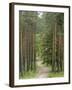 Path Through Pine Forest, Near Riga, Latvia, Baltic States, Europe-Gary Cook-Framed Photographic Print