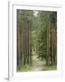 Path Through Pine Forest, Near Riga, Latvia, Baltic States, Europe-Gary Cook-Framed Photographic Print