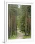 Path Through Pine Forest, Near Riga, Latvia, Baltic States, Europe-Gary Cook-Framed Photographic Print