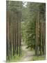 Path Through Pine Forest, Near Riga, Latvia, Baltic States, Europe-Gary Cook-Mounted Photographic Print