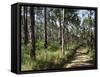 Path Through Pines, Mountain Pine Ridge, Belize, Central America-Upperhall-Framed Stretched Canvas